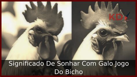 Sonhar com galo no jogo do bicho: significado e interpretação